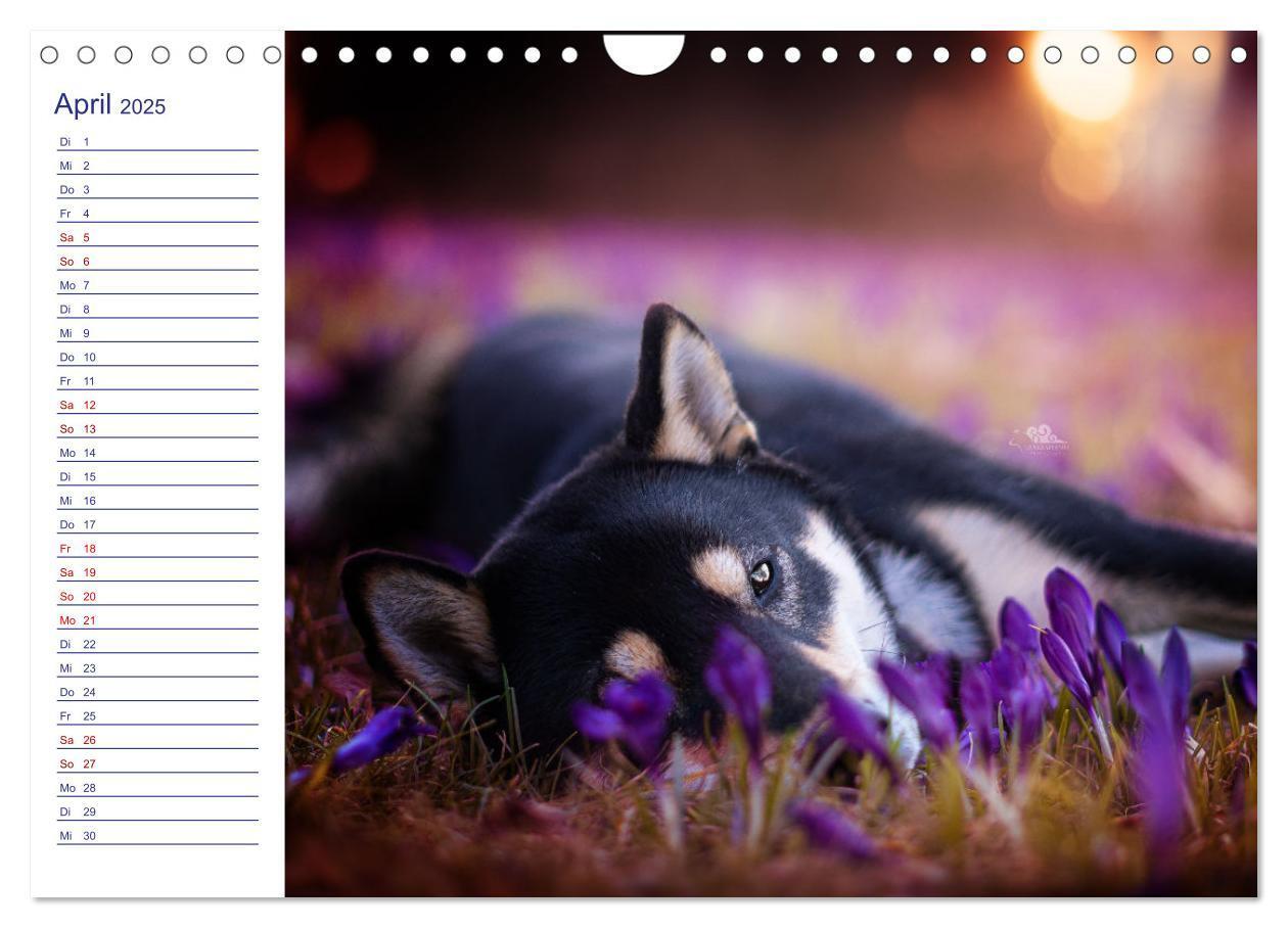 Bild: 9783435102235 | Japans Seelenhunde (Wandkalender 2025 DIN A4 quer), CALVENDO...