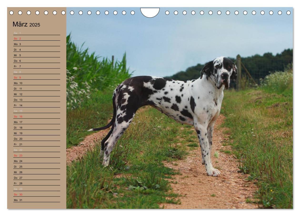 Bild: 9783435492305 | Deutsche Doggen - Sanfte Riesen (Wandkalender 2025 DIN A4 quer),...