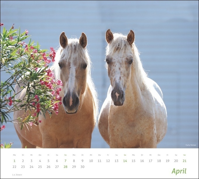 Bild: 9783756401130 | Pferde Bildkalender 2024. Tierkalender für Pferdefreunde. Kalender...