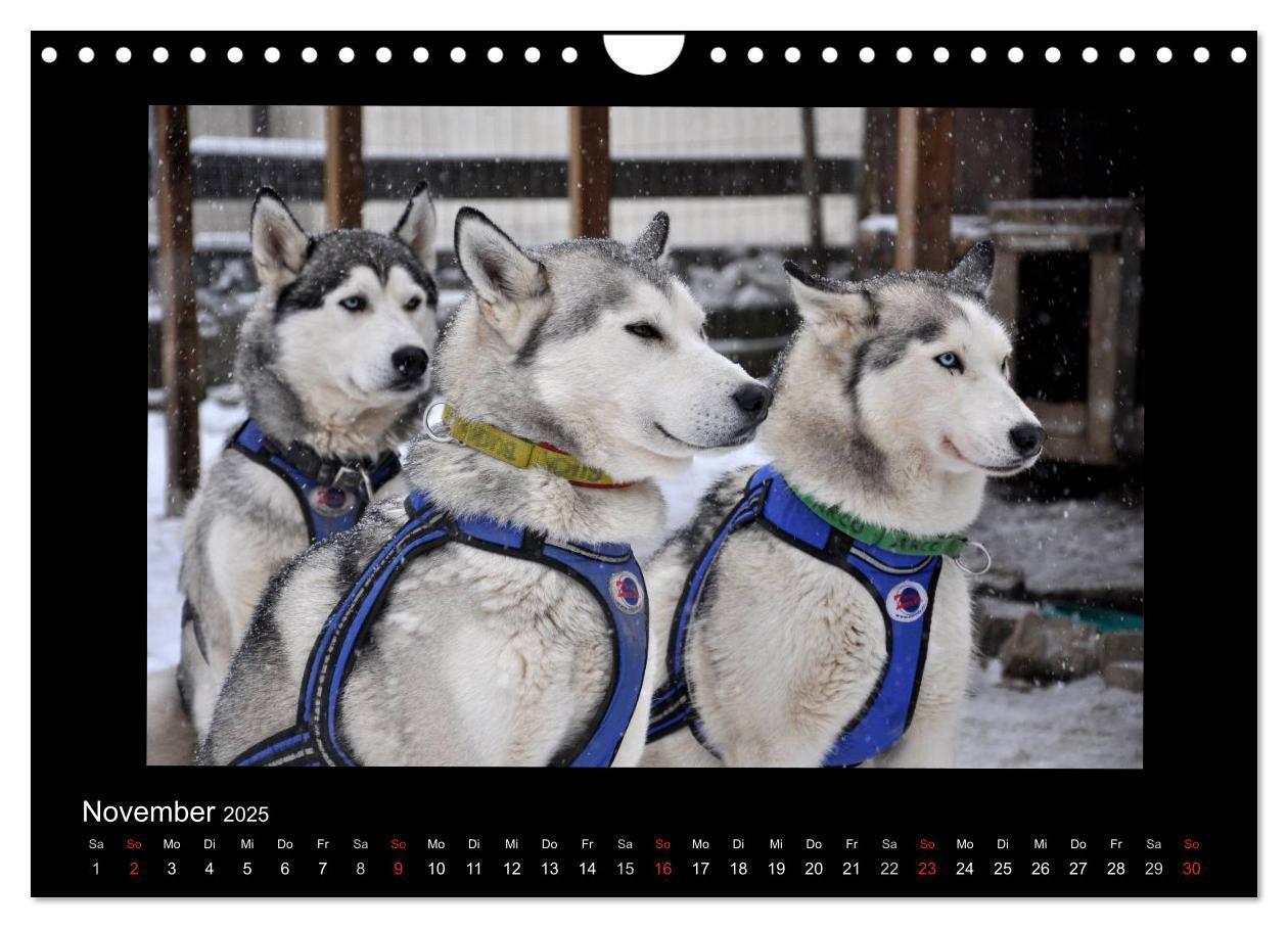 Bild: 9783435837649 | Husky-Kalender (Wandkalender 2025 DIN A4 quer), CALVENDO...