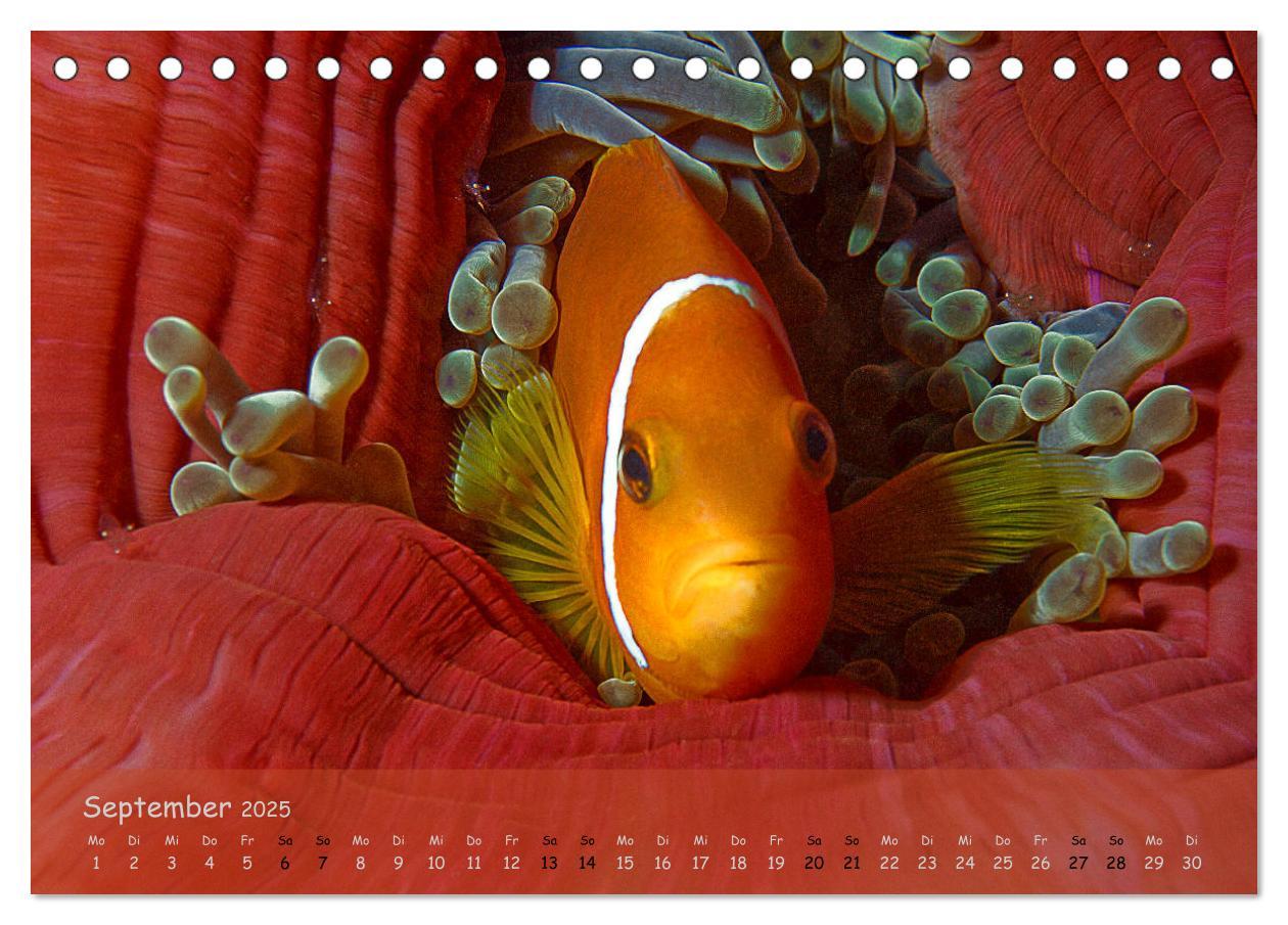 Bild: 9783435351169 | Anemonenfische - Streitbare Gesellen (Tischkalender 2025 DIN A5...