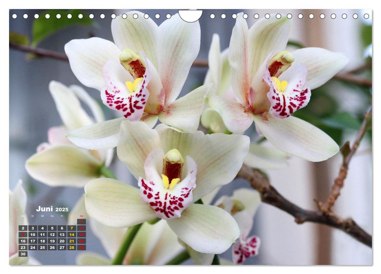 Bild: 9783383778551 | Prächtige Orchideen (Wandkalender 2025 DIN A4 quer), CALVENDO...