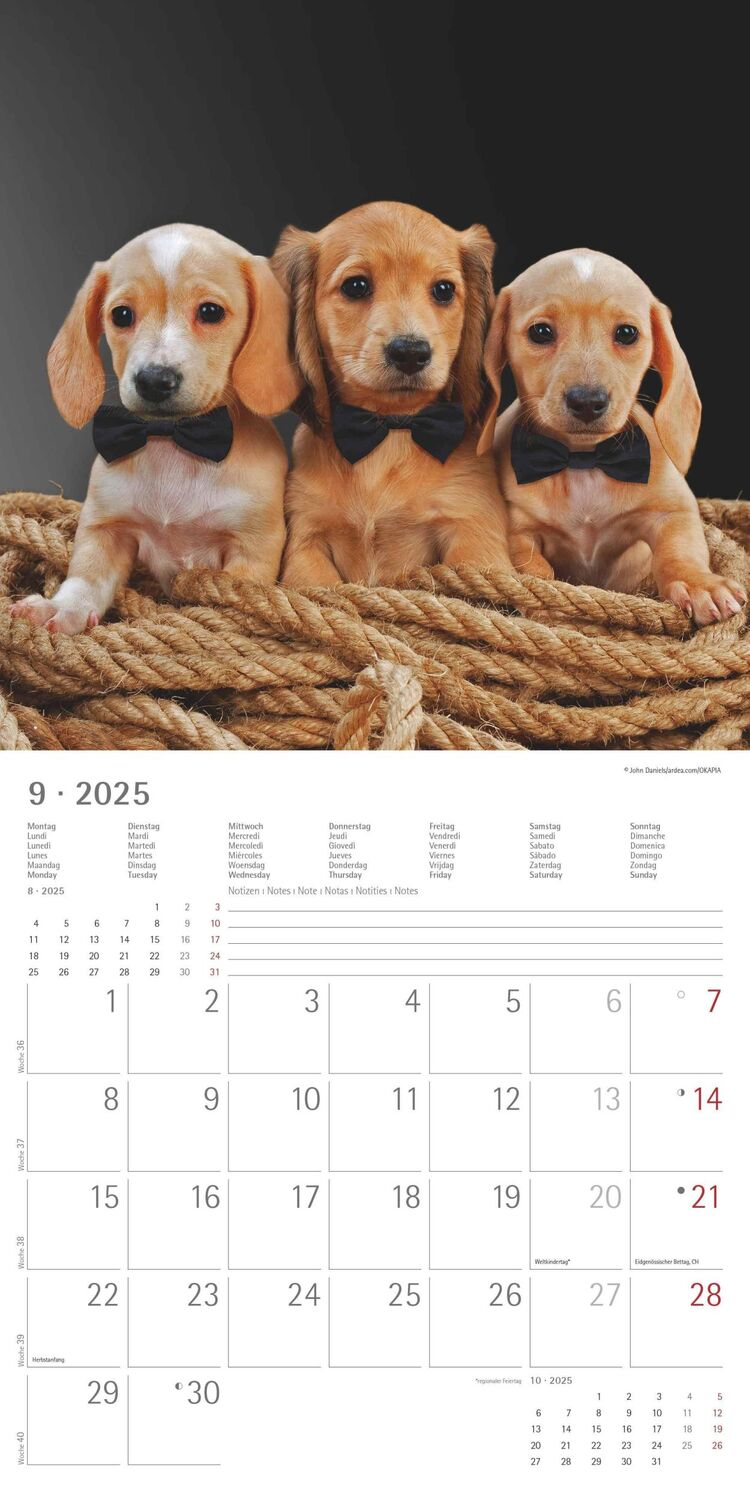 Bild: 4251732343033 | Dackel 2025 - Broschürenkalender 30x30 cm (30x60 geöffnet) -...