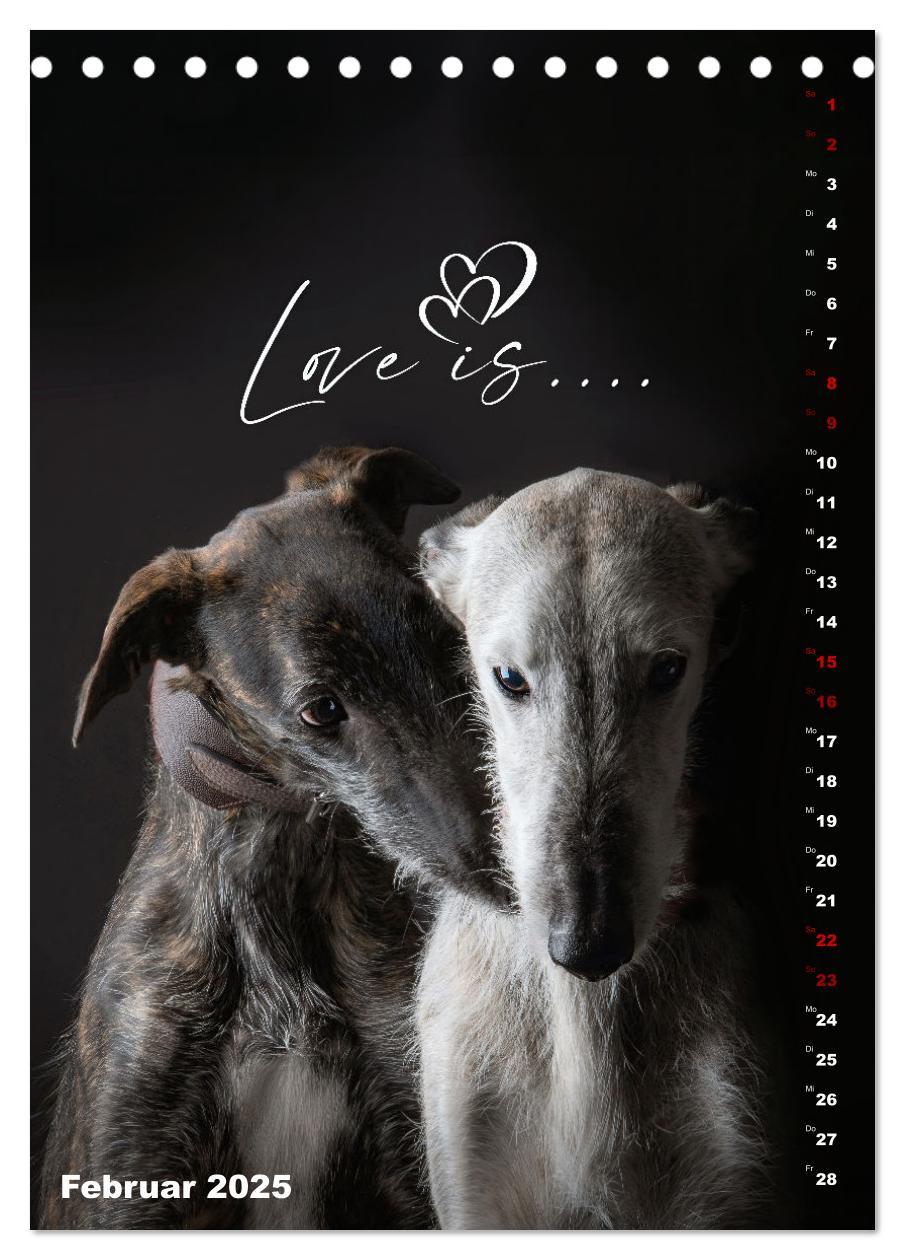 Bild: 9783457230732 | dogmuse deluxe (Tischkalender 2025 DIN A5 hoch), CALVENDO...