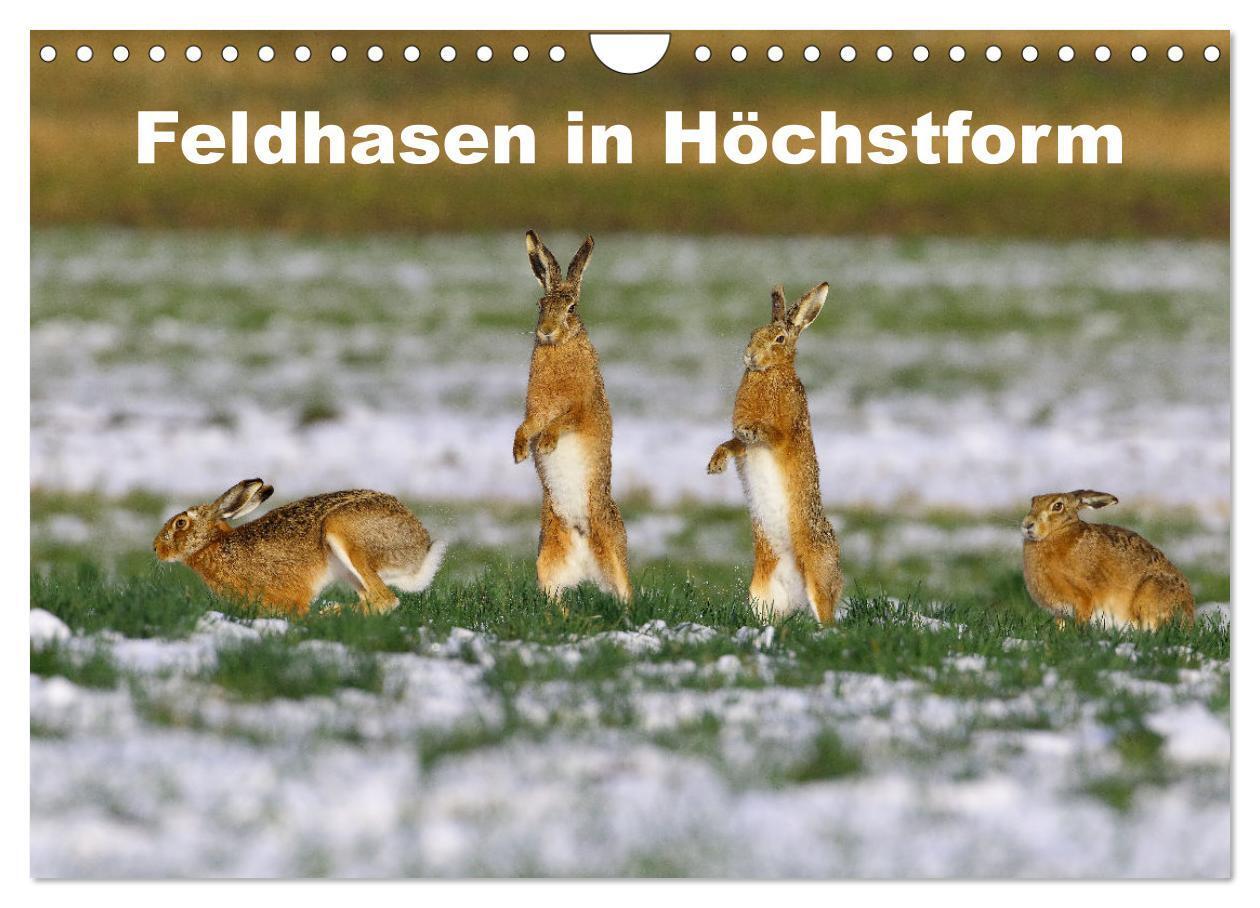 Cover: 9783675777651 | Feldhasen in Höchstform (Wandkalender 2024 DIN A4 quer), CALVENDO...