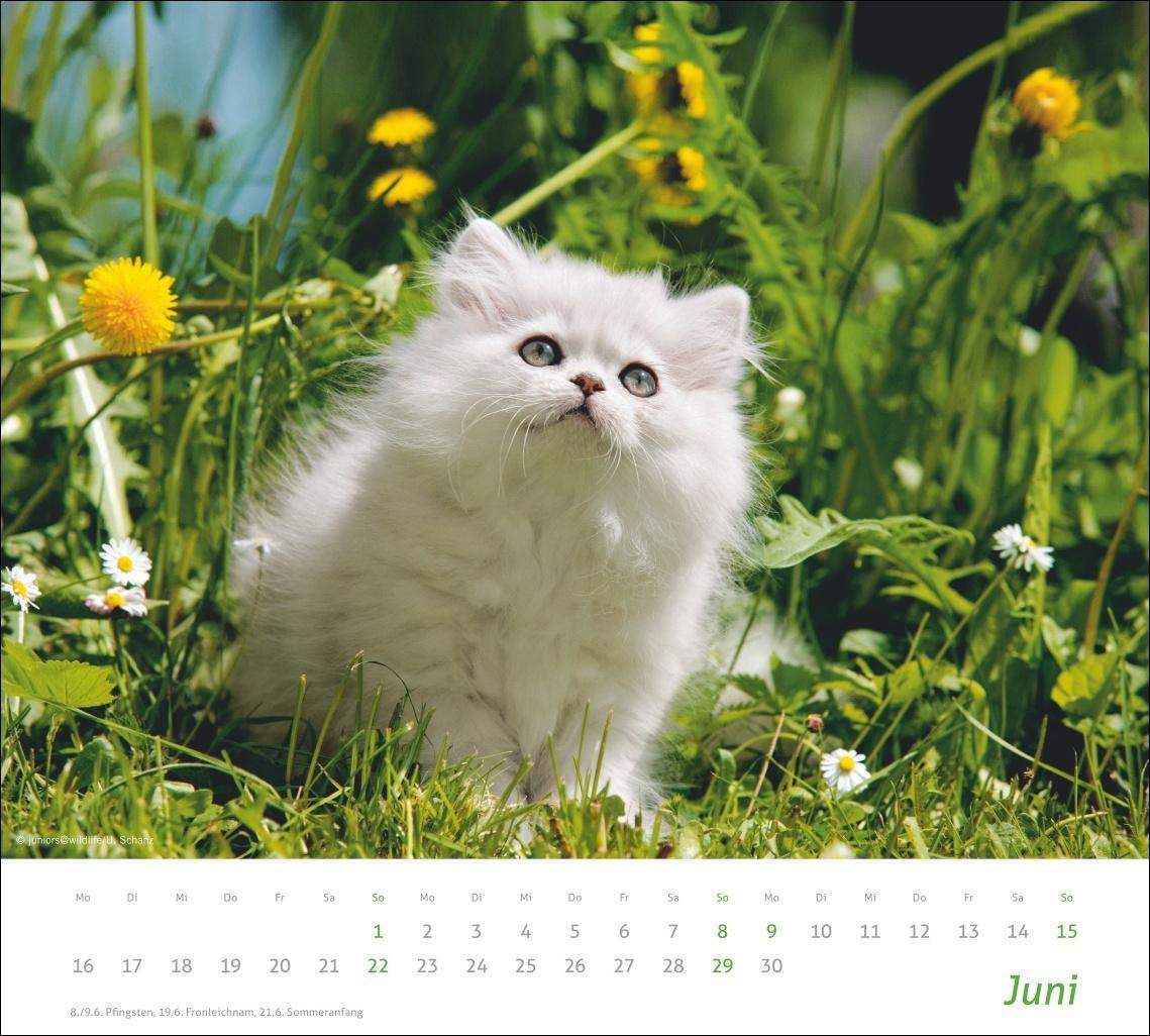 Bild: 9783756406852 | Katzen Bildkalender 2025 | Heye | Kalender | times&amp;more Kalender Heye