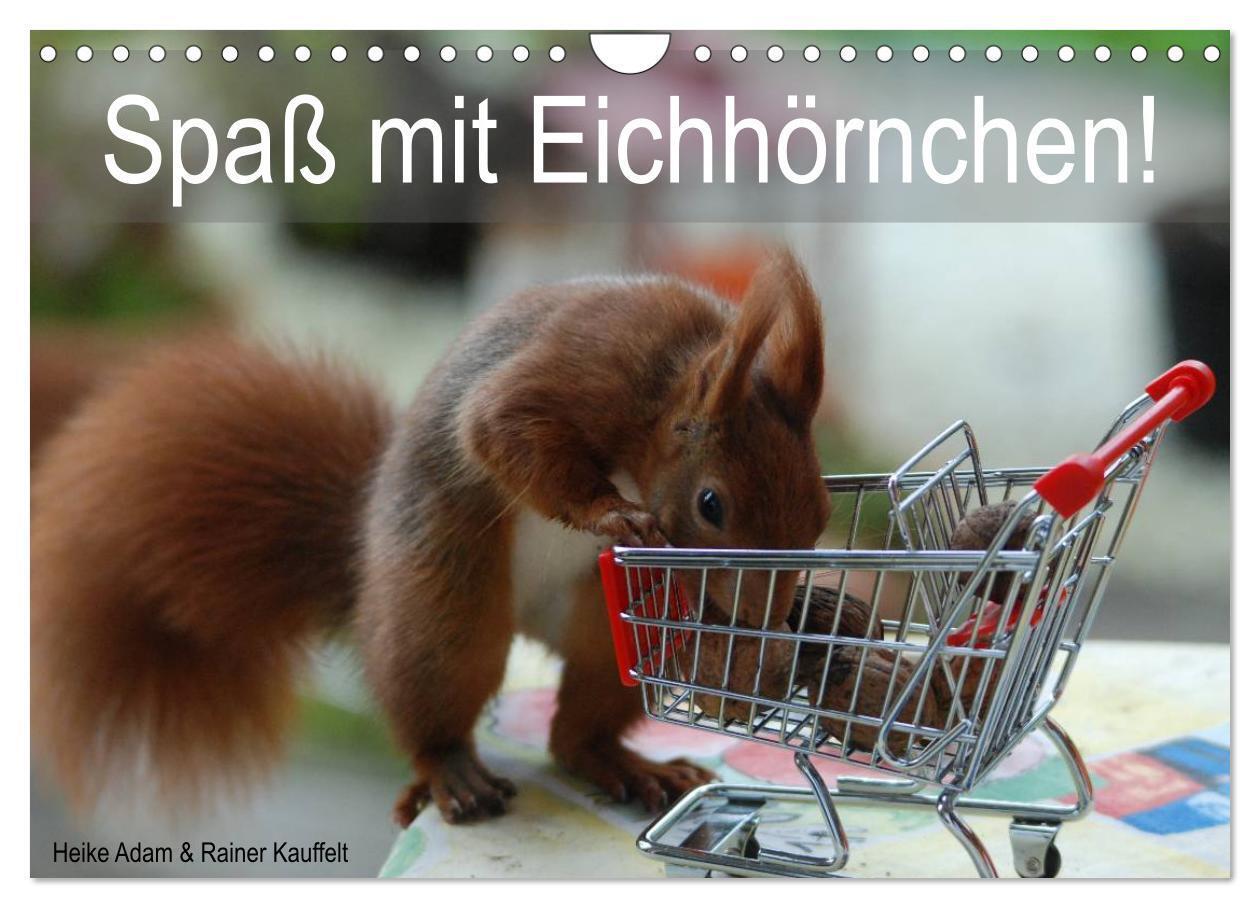 Cover: 9783435587469 | Spaß mit Eichhörnchen! (Wandkalender 2025 DIN A4 quer), CALVENDO...