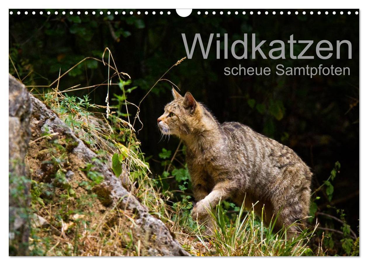 Cover: 9783435390991 | Wildkatzen - scheue Samtpfoten (Wandkalender 2025 DIN A3 quer),...