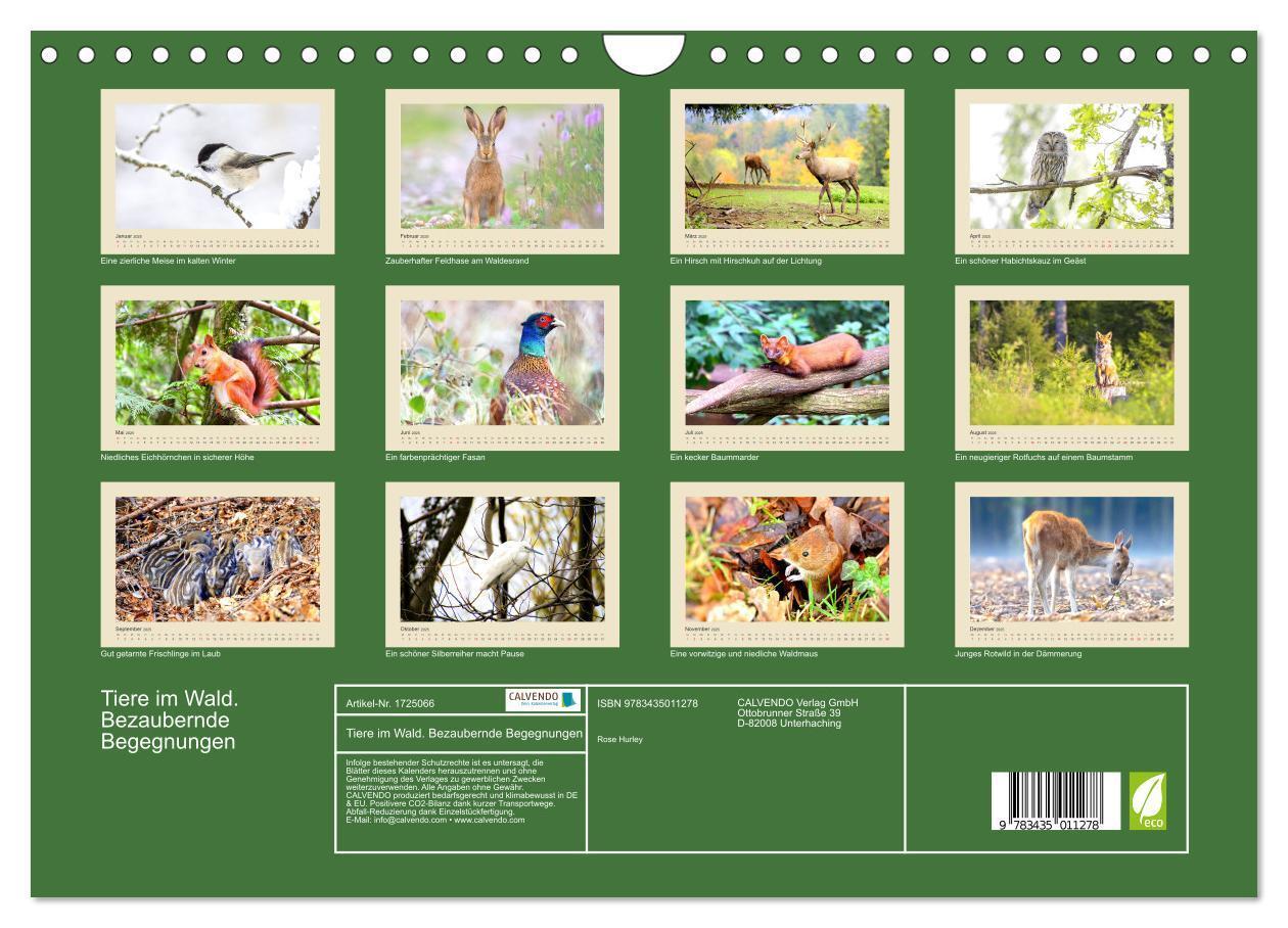 Bild: 9783435011278 | Tiere im Wald. Bezaubernde Begegnungen (Wandkalender 2025 DIN A4...