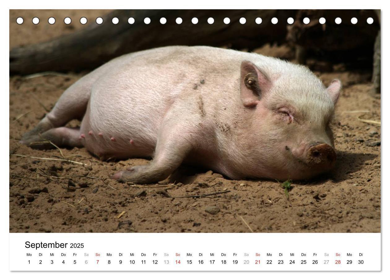 Bild: 9783435777501 | Schwein gehabt! (Tischkalender 2025 DIN A5 quer), CALVENDO...