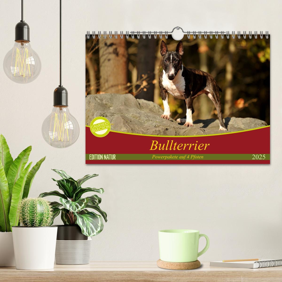 Bild: 9783435405763 | Bullterrier, Powerpakete auf 4 Pfoten (Wandkalender 2025 DIN A4...