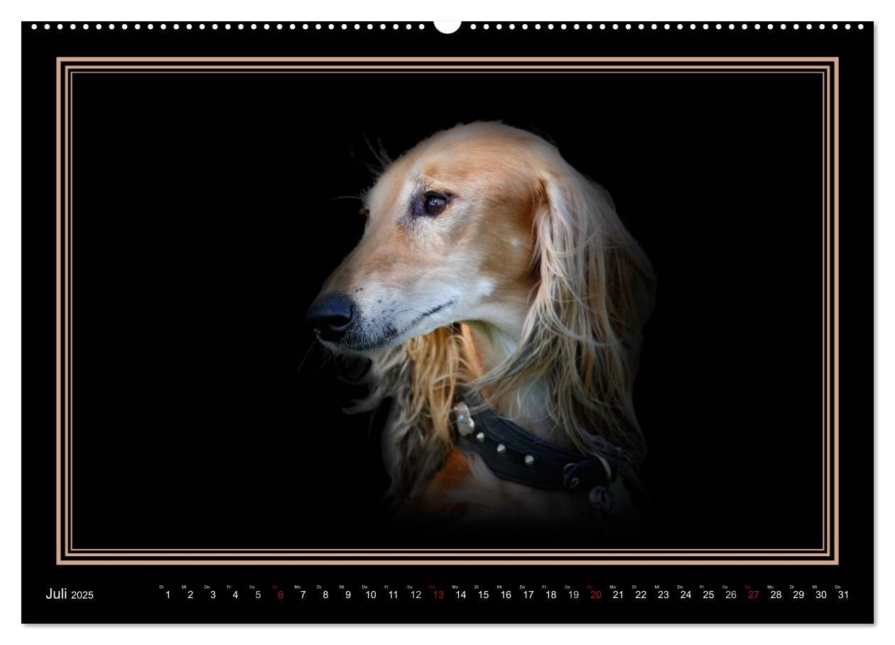 Bild: 9783383823886 | Saluki 2025 (Wandkalender 2025 DIN A2 quer), CALVENDO Monatskalender