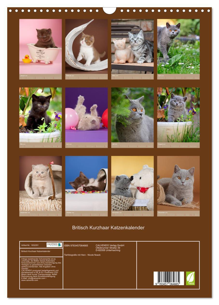 Bild: 9783457064665 | Britisch Kurzhaar Katzenkalender (Wandkalender 2025 DIN A3 hoch),...