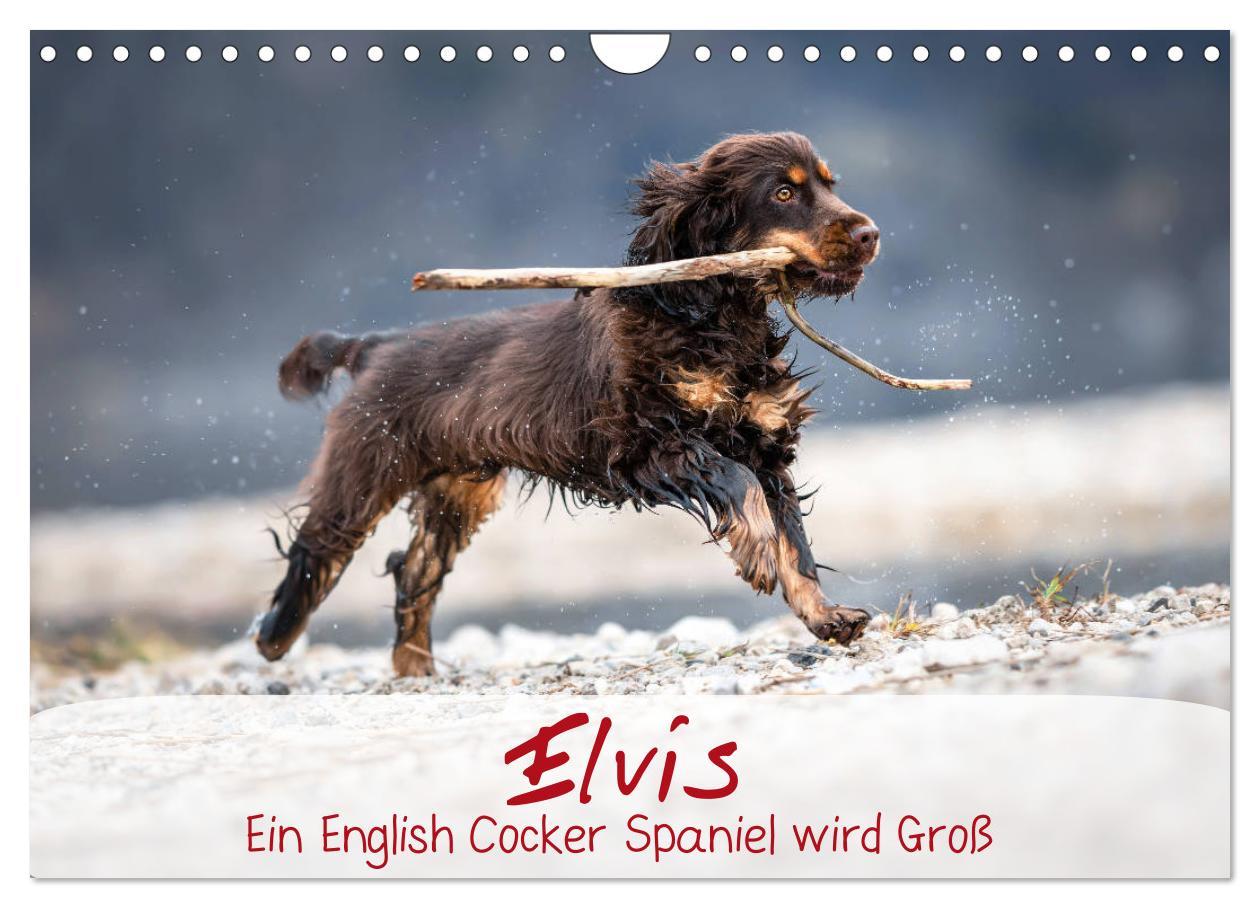 Cover: 9783435137305 | Elvis ein Engl. Cocker Spaniel wird Groß (Wandkalender 2025 DIN A4...