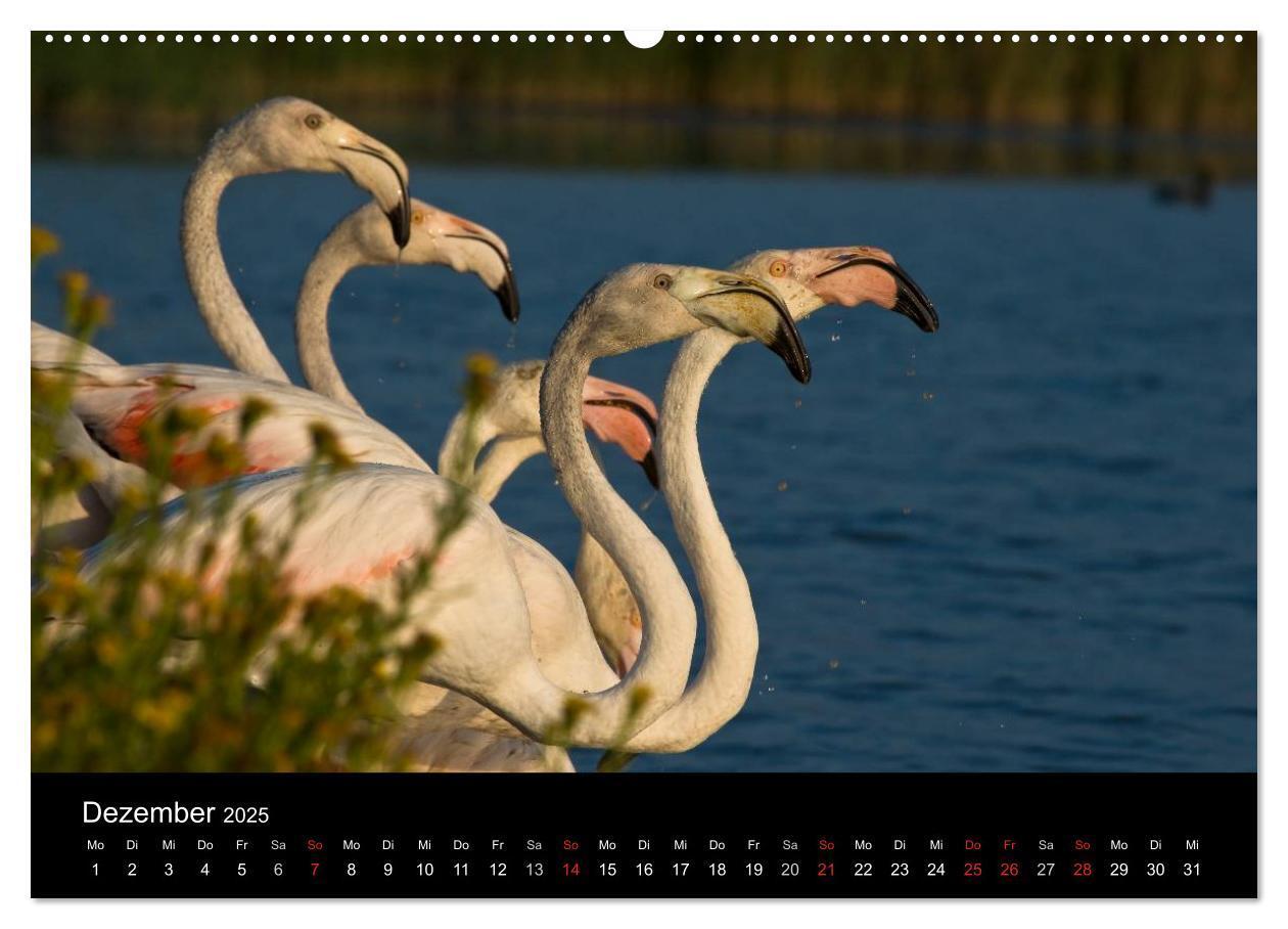 Bild: 9783435674473 | Flamingos der Camargue 2025 (Wandkalender 2025 DIN A2 quer),...