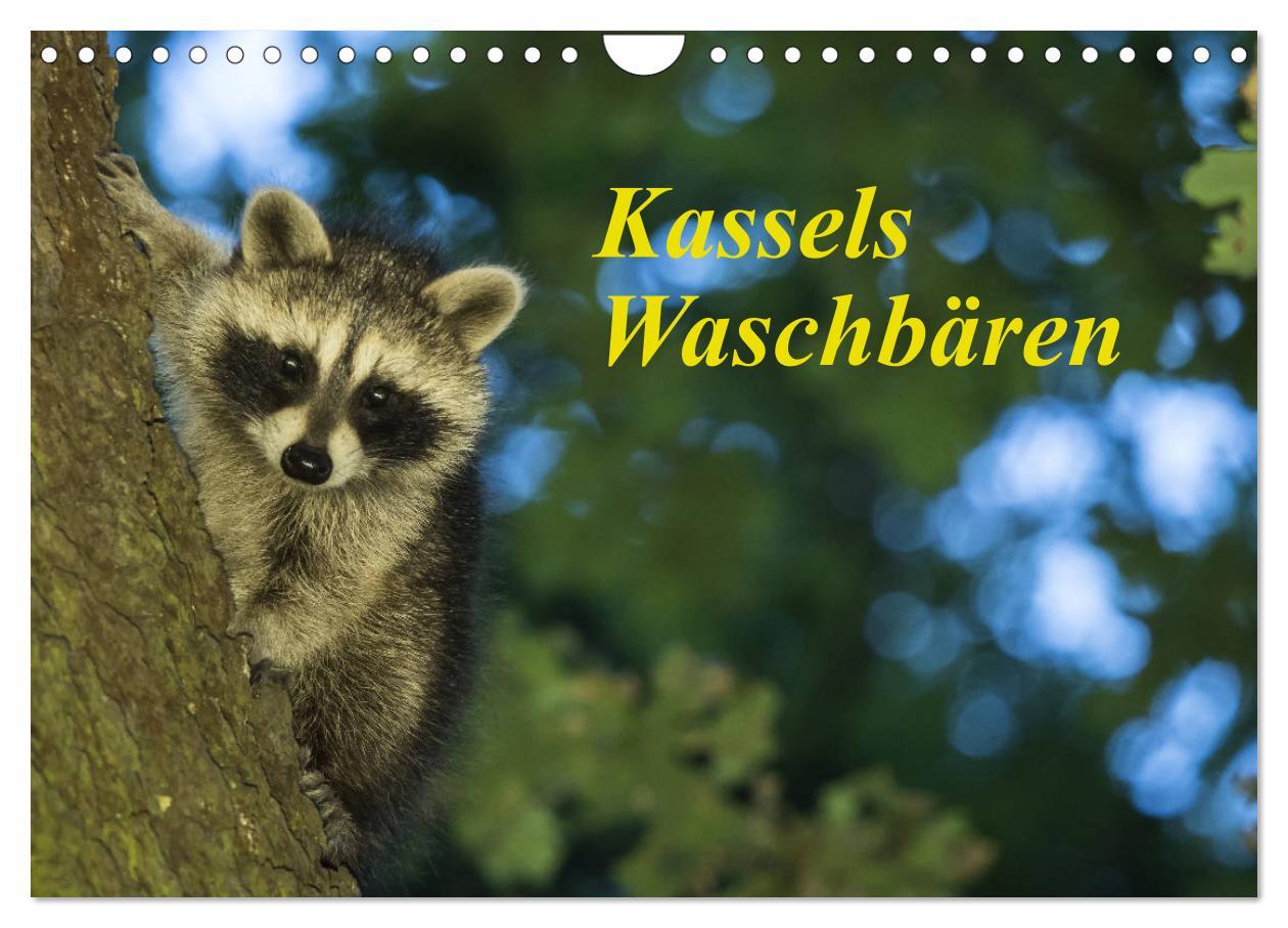 Cover: 9783435177028 | Kassels Waschbären (Wandkalender 2025 DIN A4 quer), CALVENDO...