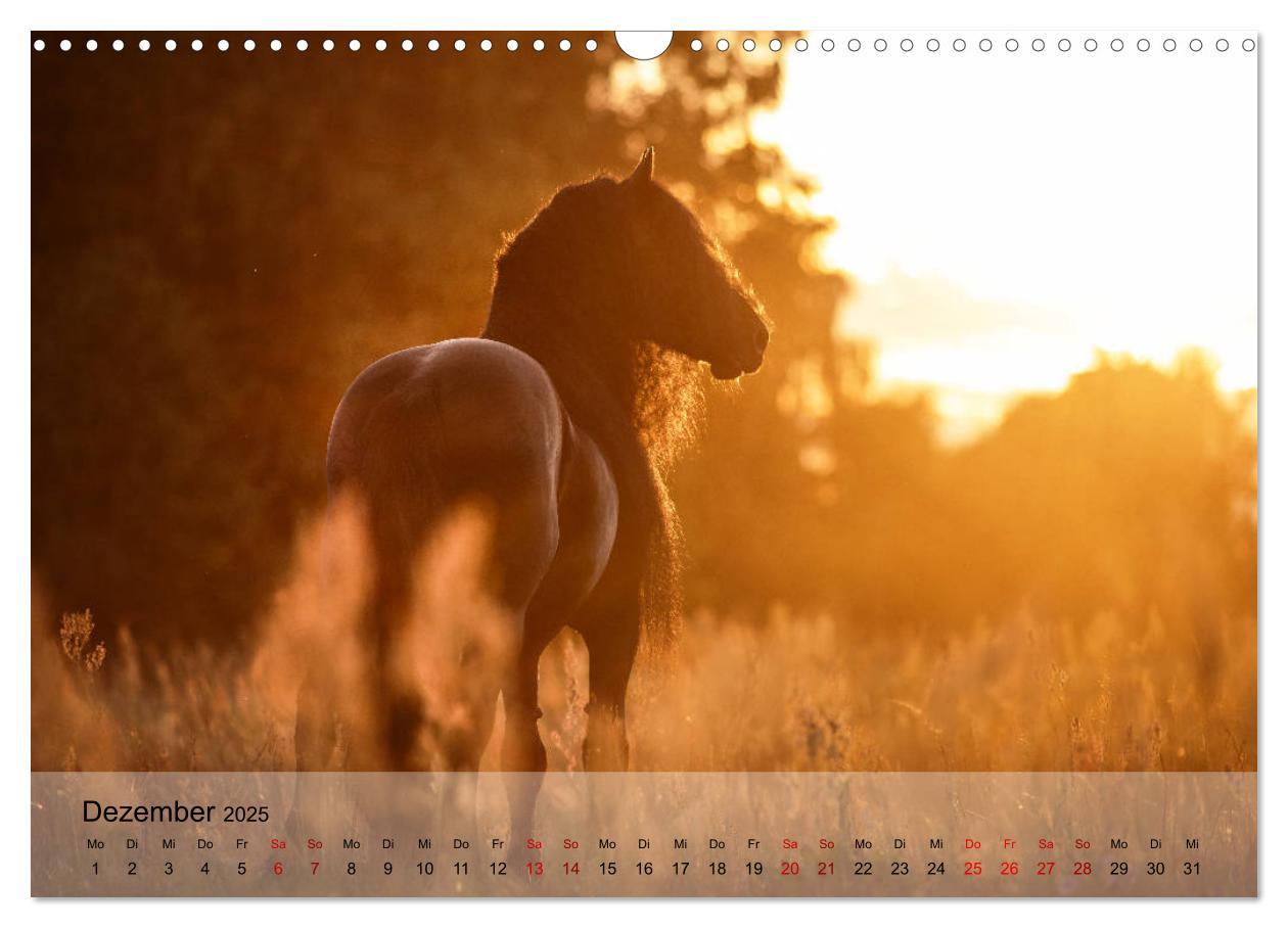 Bild: 9783435289325 | Pferdezauber 2025 (Wandkalender 2025 DIN A3 quer), CALVENDO...