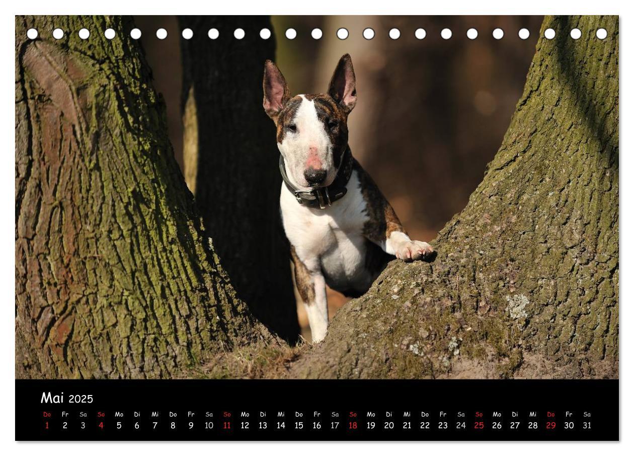 Bild: 9783435585946 | Bullterrier? Was sonst! (Tischkalender 2025 DIN A5 quer), CALVENDO...