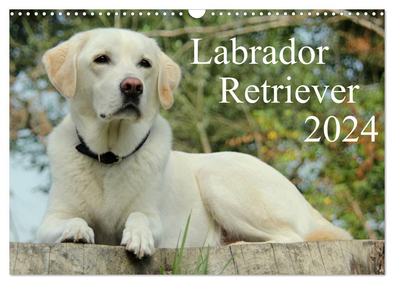 Cover: 9783675704404 | Labrador Retriever 2024 (Wandkalender 2024 DIN A3 quer), CALVENDO...