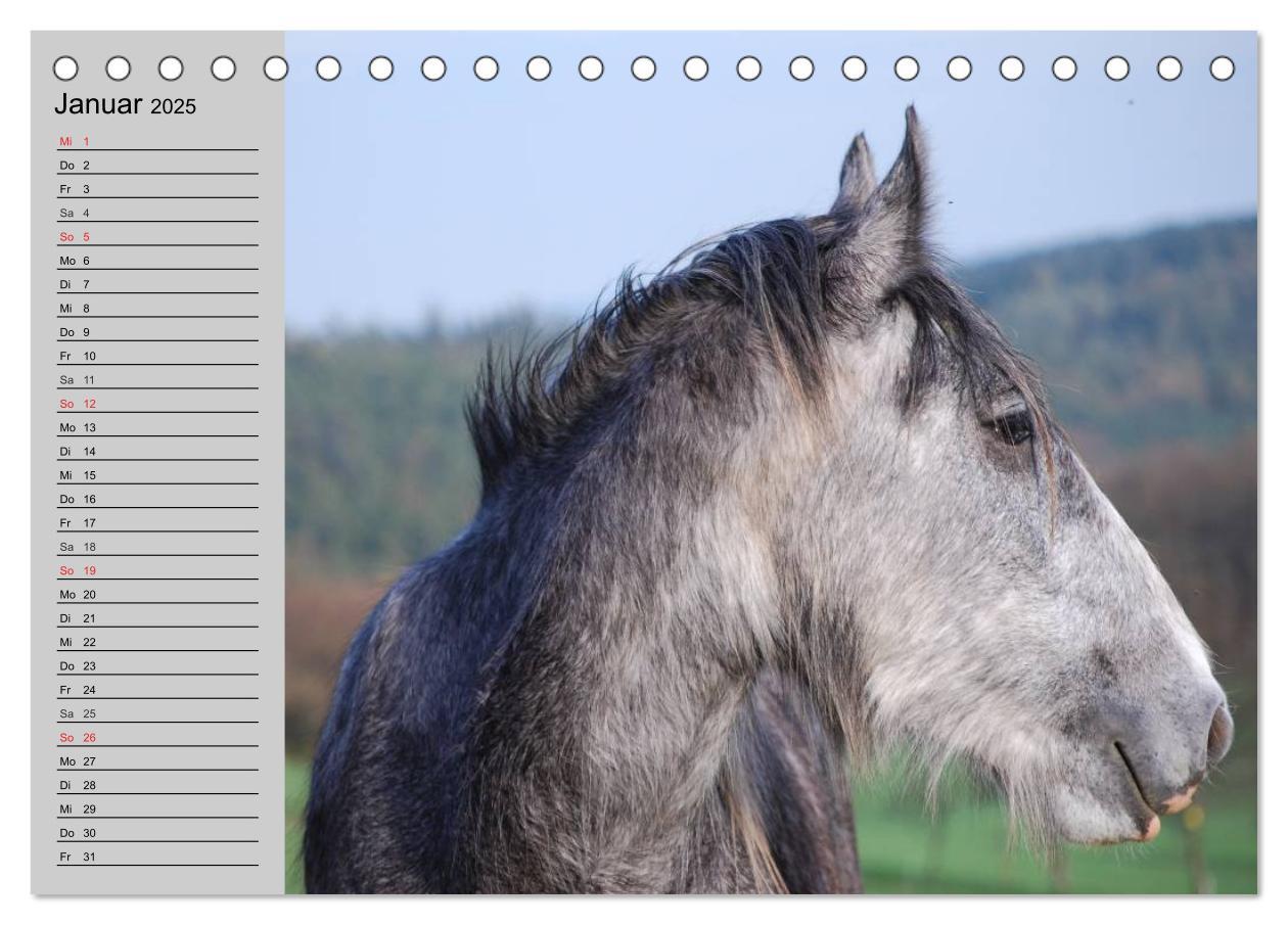 Bild: 9783435534067 | Das Shire Horse. Impressionen (Tischkalender 2025 DIN A5 quer),...