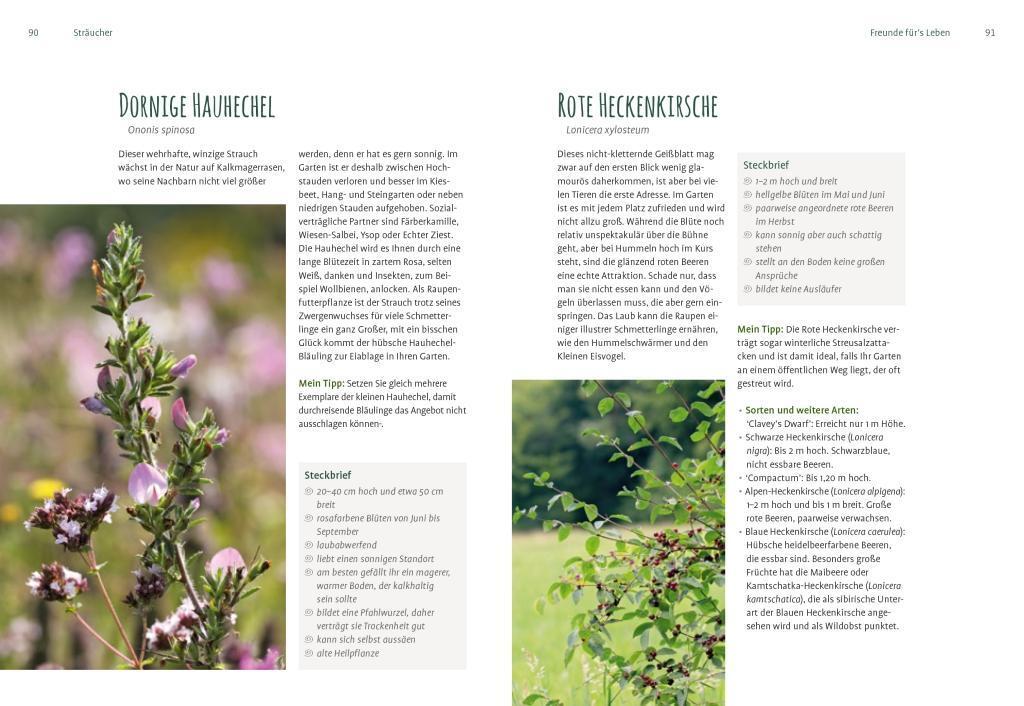 Bild: 9783818613655 | Heimische Pflanzen für den Garten | Elke Schwarzer | Taschenbuch