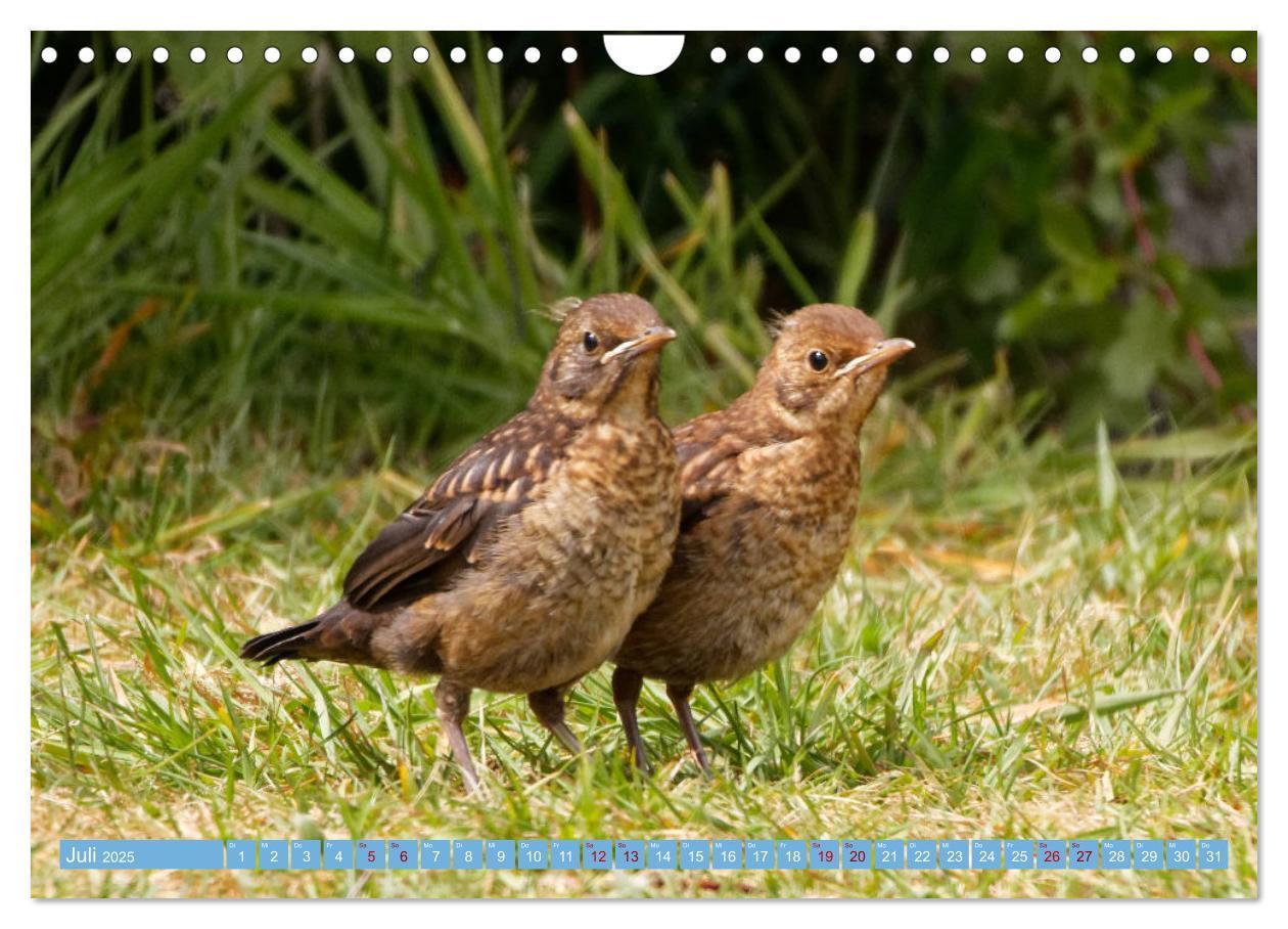 Bild: 9783435026302 | Amsel - Schwarzdrossel fotografiert von Ostfriesenfotografie...