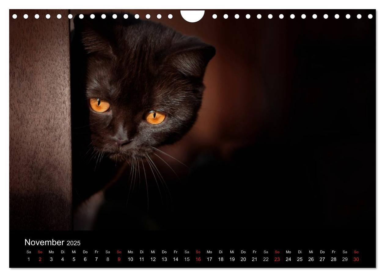 Bild: 9783435488506 | Schokoladige Britisch Kurzhaar Katzen (Wandkalender 2025 DIN A4...