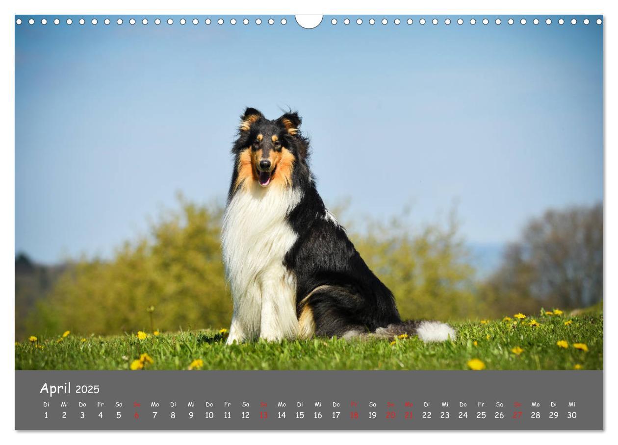 Bild: 9783435314089 | Einmal Collie - immer Collie (Wandkalender 2025 DIN A3 quer),...