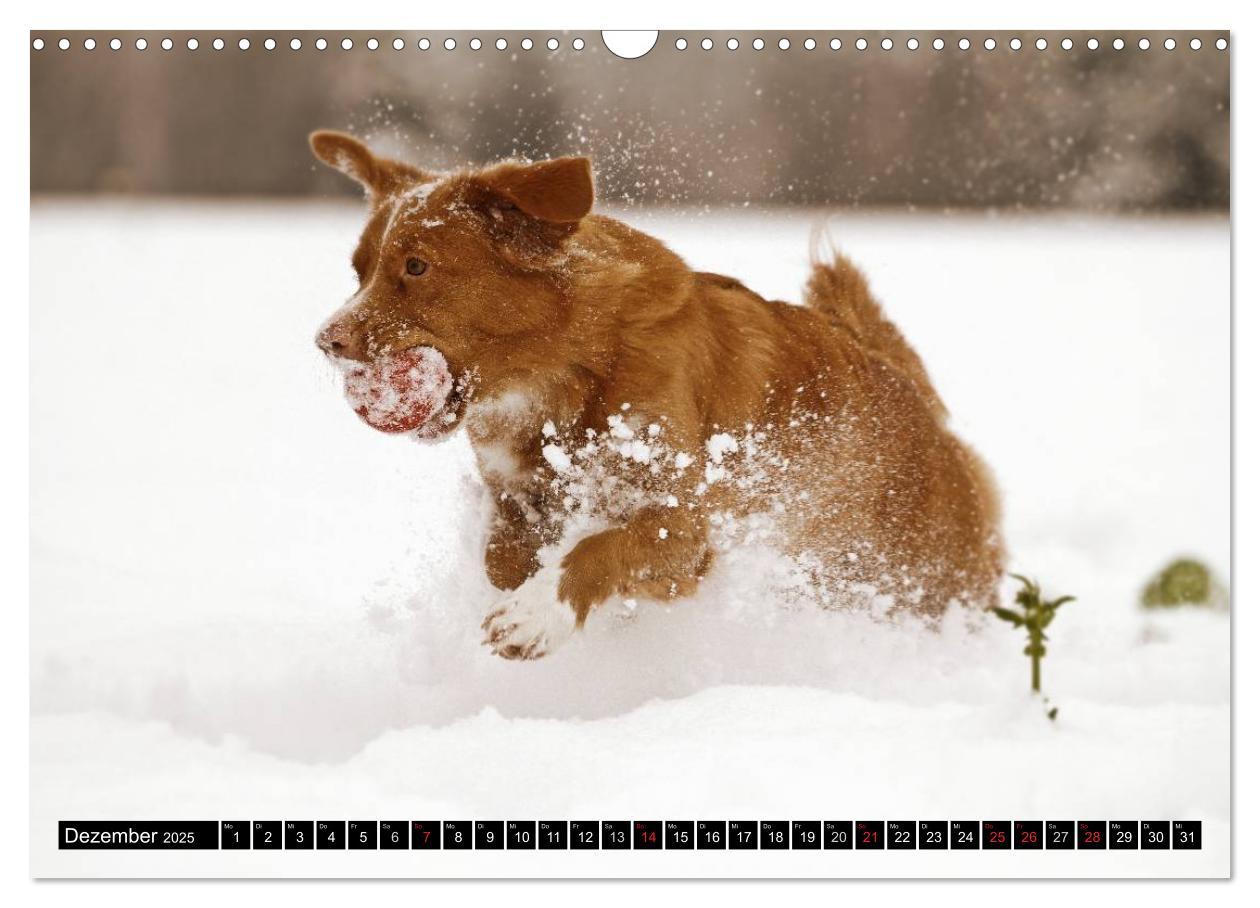 Bild: 9783435569380 | Nova Scotia Duck Tolling Retriever (Wandkalender 2025 DIN A3 quer),...