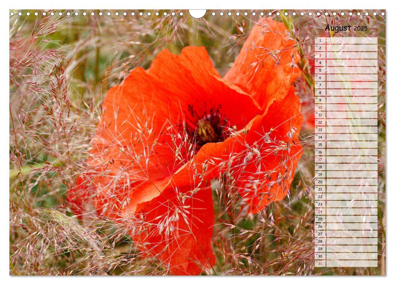 Bild: 9783435288137 | Klatschmohn im Feld (Wandkalender 2025 DIN A3 quer), CALVENDO...