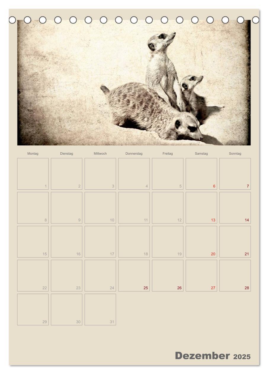 Bild: 9783457080115 | Lustige Erdmännchen (Tischkalender 2025 DIN A5 hoch), CALVENDO...