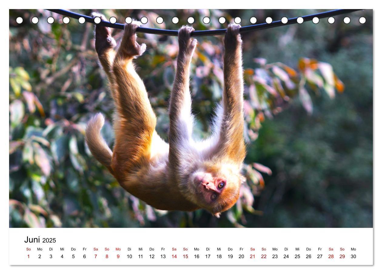 Bild: 9783383870712 | Lustige Affen - hinreißende Schnappschüsse (Tischkalender 2025 DIN...