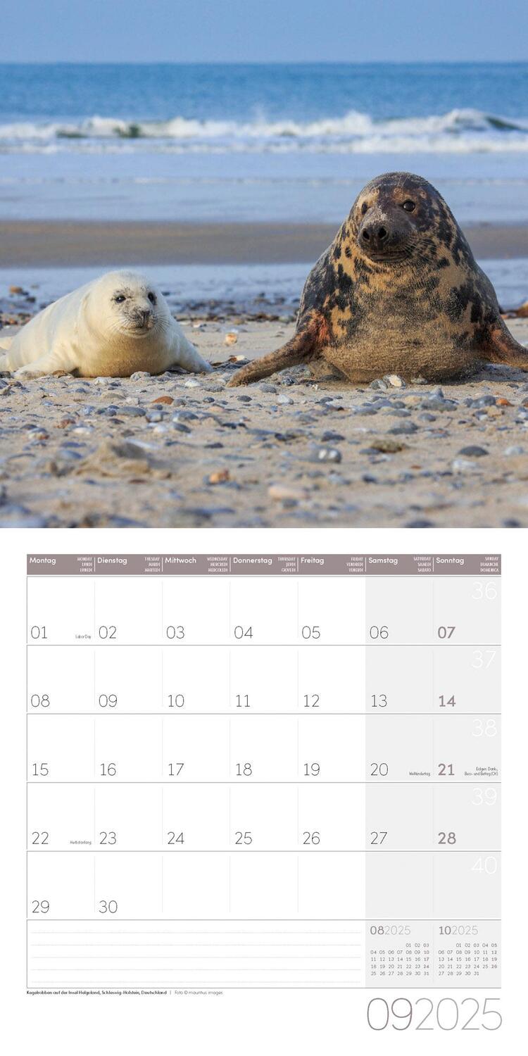 Bild: 9783838445137 | Am Meer Kalender 2025 - 30x30 | Ackermann Kunstverlag | Kalender