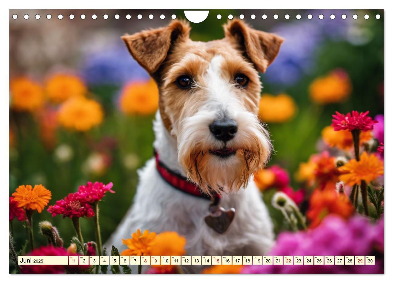 Bild: 9783435690367 | Drahthaar-Foxterrier (Wandkalender 2025 DIN A4 quer), CALVENDO...