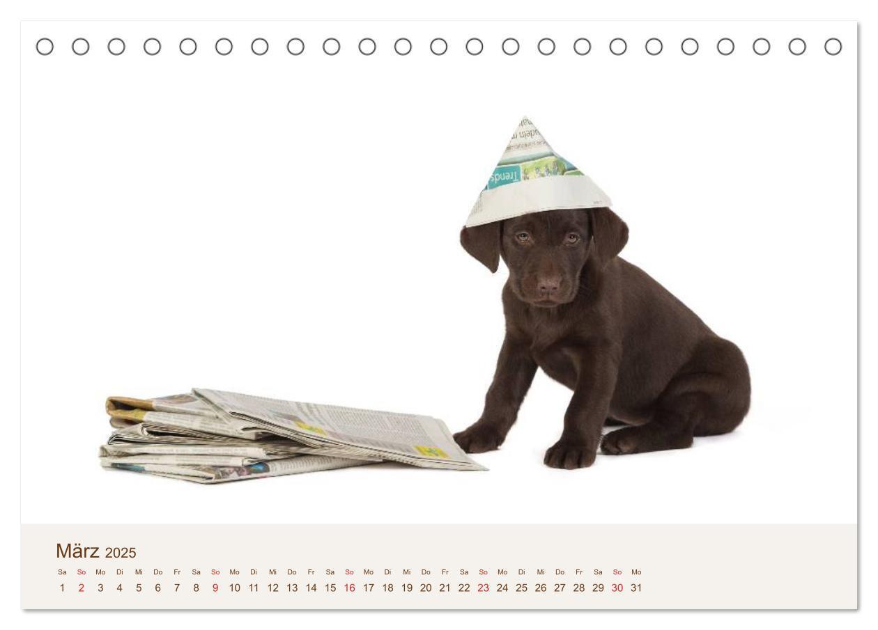 Bild: 9783435616152 | Labrador - Welpen (Tischkalender 2025 DIN A5 quer), CALVENDO...