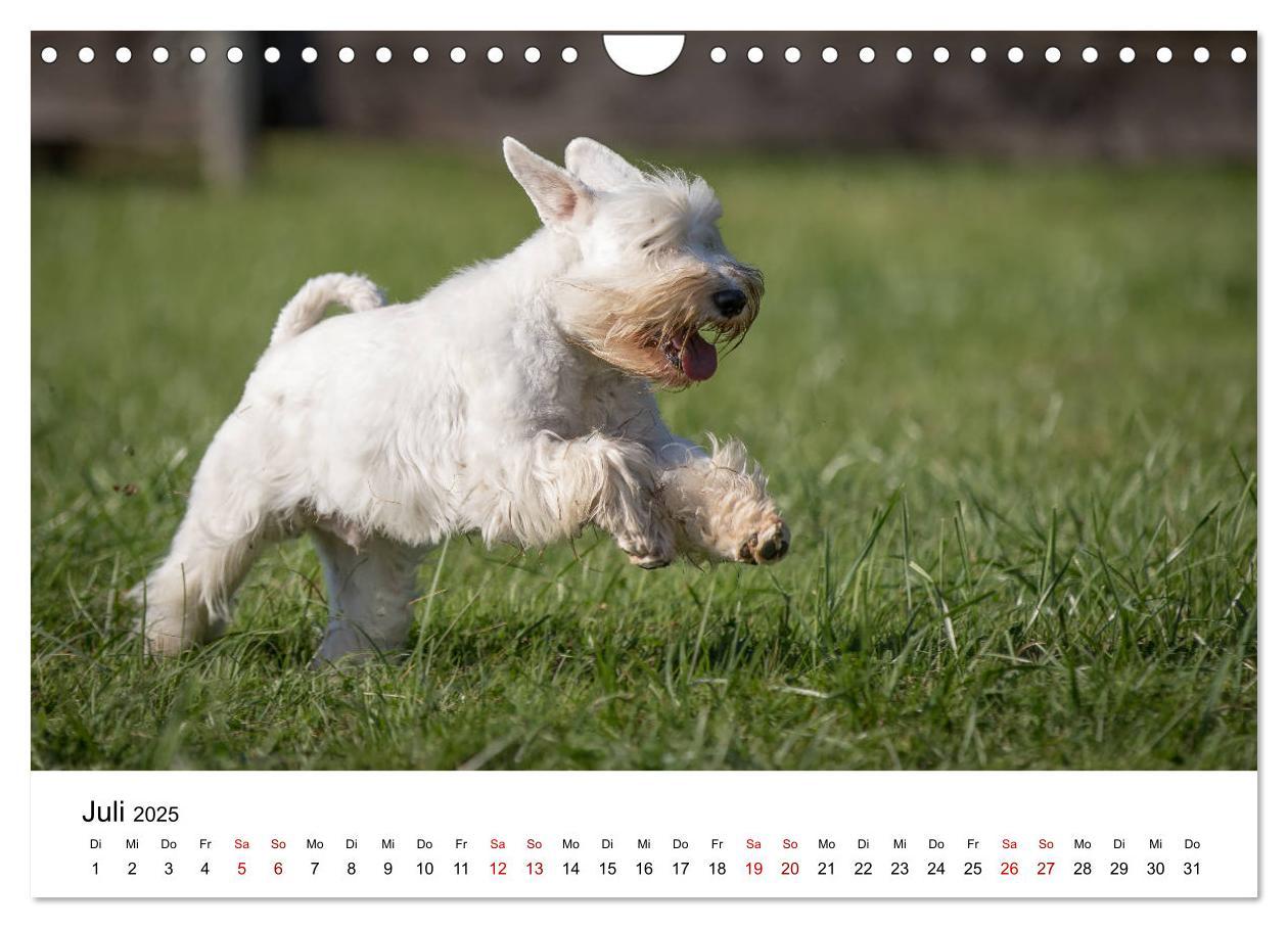 Bild: 9783435424887 | Schnauzer... von Zwergen und Riesen 2025 (Wandkalender 2025 DIN A4...