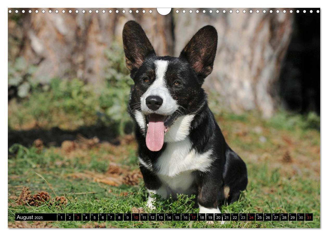 Bild: 9783435670734 | Welsh Corgi - Kobold auf 4 Pfoten (Wandkalender 2025 DIN A3 quer),...