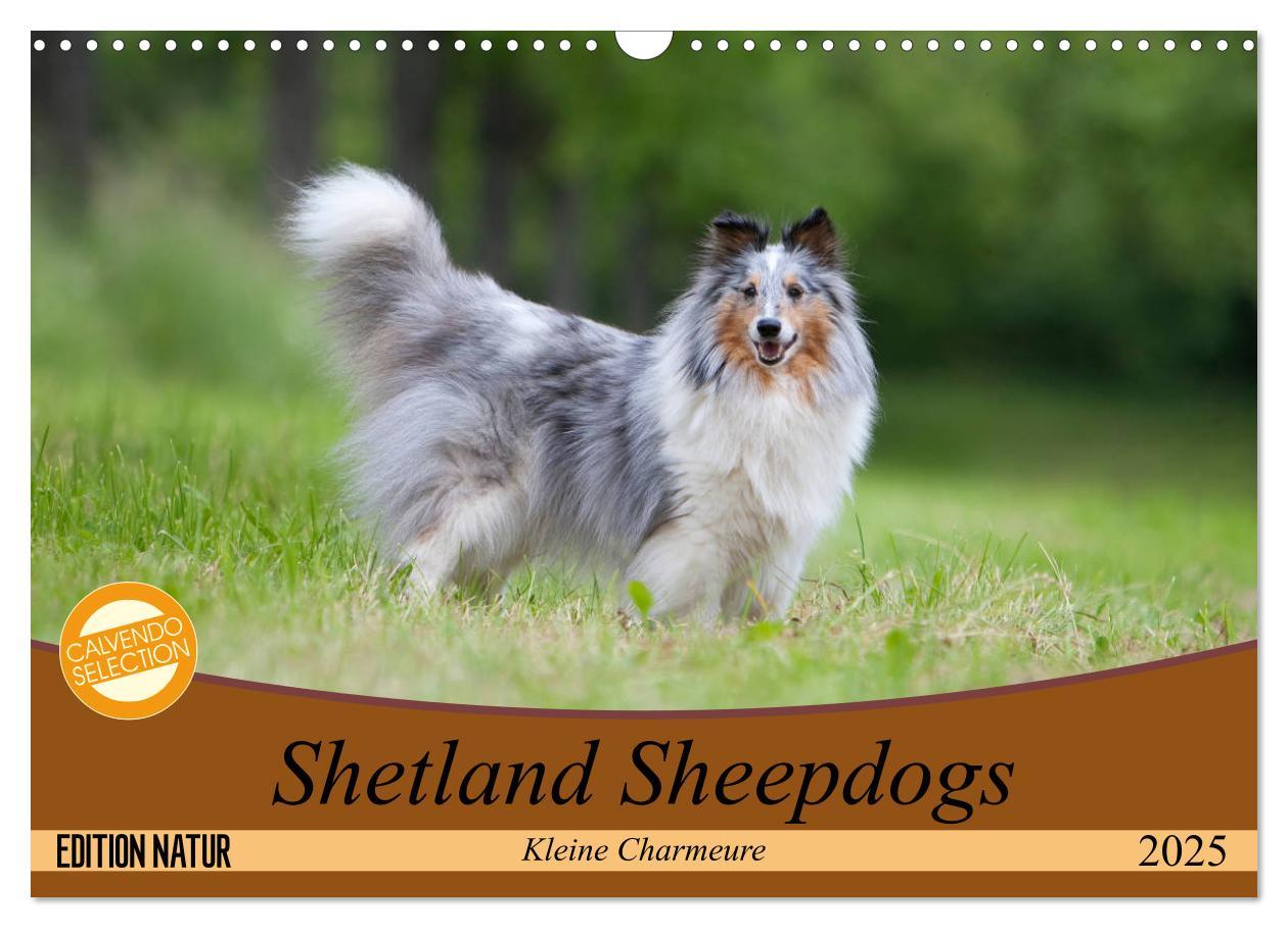 Cover: 9783435409686 | Shetland Sheepdogs - Kleine Charmeure (Wandkalender 2025 DIN A3...