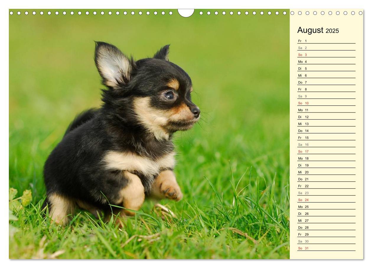 Bild: 9783435541157 | Chihuahua - Kleine Hunde ganz groß (Wandkalender 2025 DIN A3 quer),...