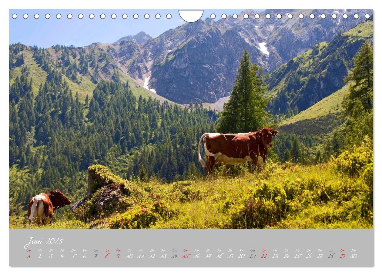 Bild: 9783435536498 | Friedliche Kühe (Wandkalender 2025 DIN A4 quer), CALVENDO...