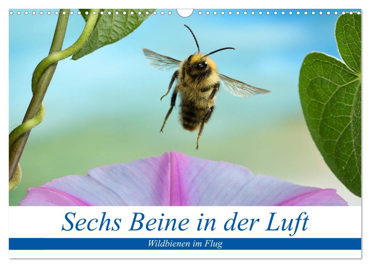 Cover: 9783435220557 | Sechs Beine in der Luft - Wildbienen im Flug (Wandkalender 2025 DIN...