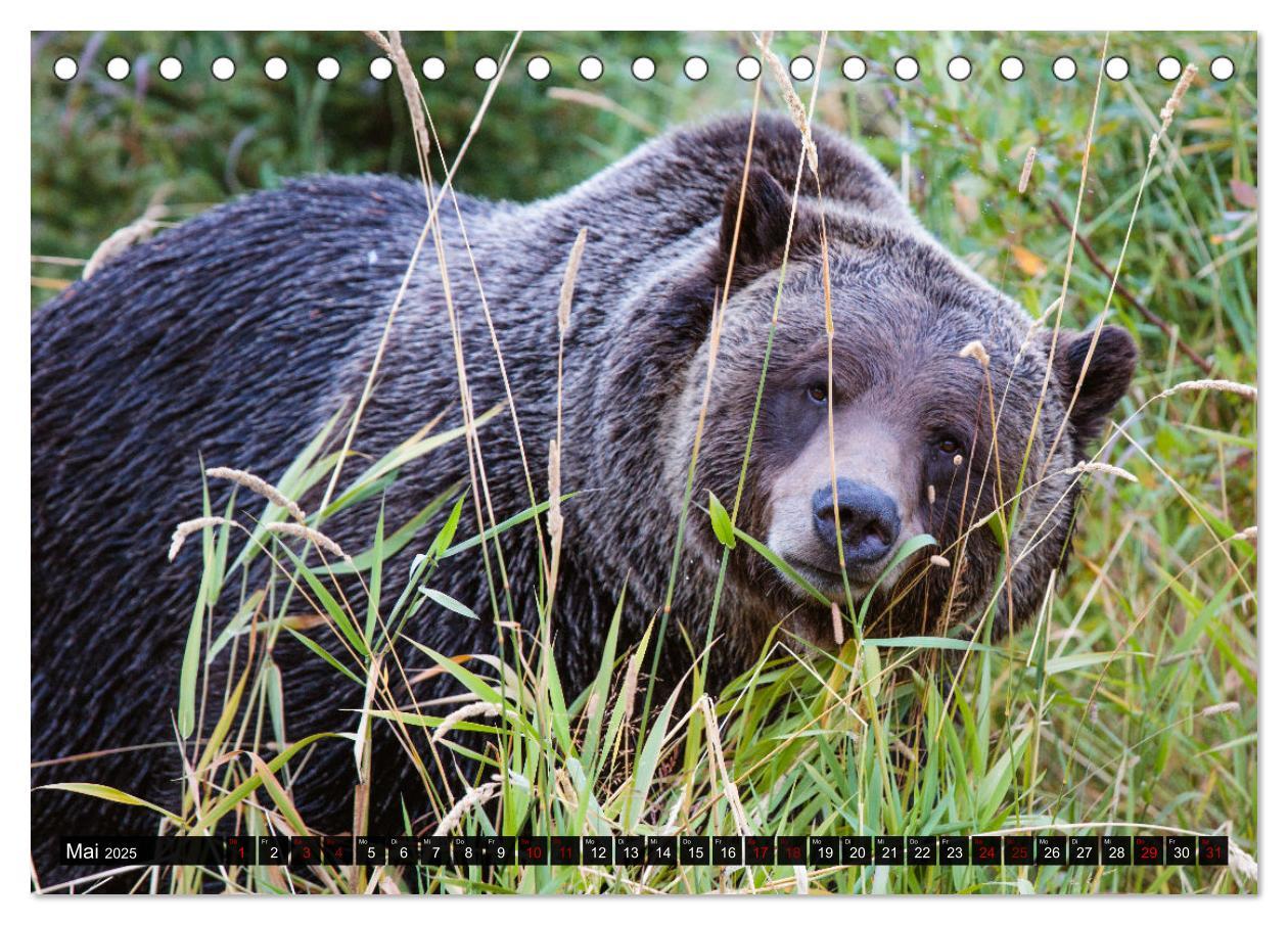 Bild: 9783435038015 | Kanada - Abenteuer in den Nationalparks (Tischkalender 2025 DIN A5...