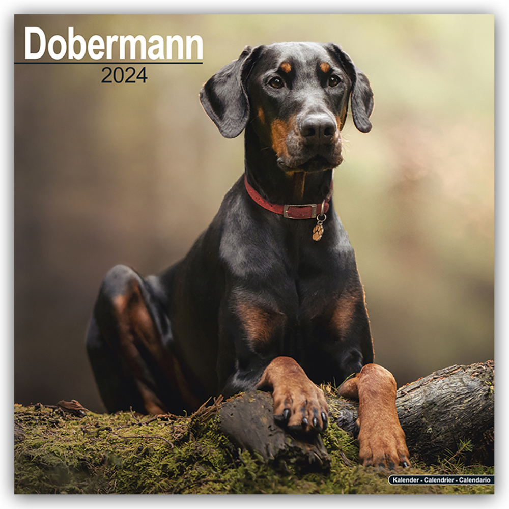 Cover: 9781804600375 | Dobermann 2024 - 16-Monatskalender | Avonside Publishing Ltd | 13 S.