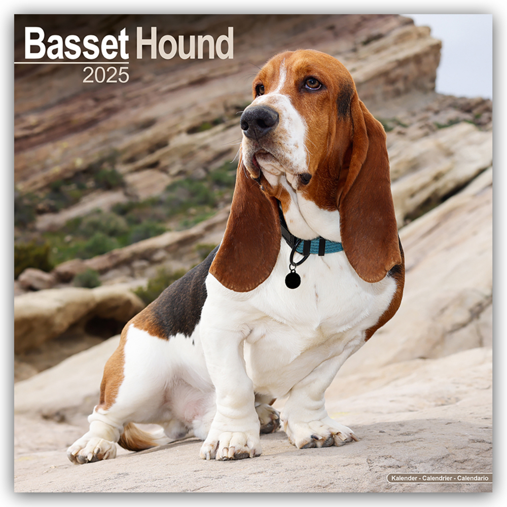 Cover: 9781804603093 | Basset Hound - Bassets 2025- 16-Monatskalender | Ltd | Kalender | 2025