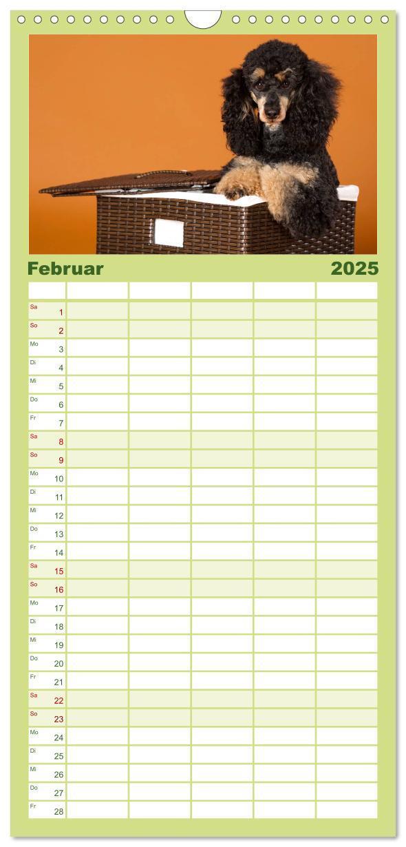 Bild: 9783457125427 | Familienplaner 2025 - Pudel mit 5 Spalten (Wandkalender, 21 x 45...