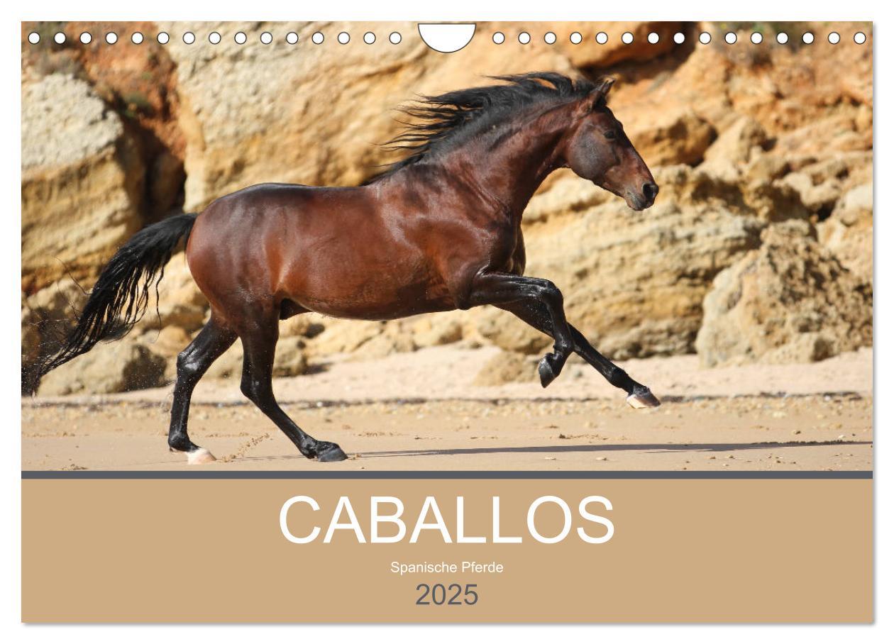 Cover: 9783435567126 | Caballos Spanische Pferde 2025 (Wandkalender 2025 DIN A4 quer),...