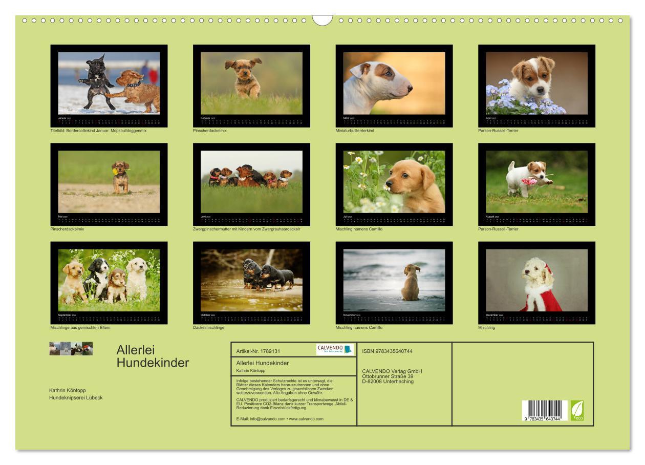 Bild: 9783435640744 | Allerlei Hundekinder (Wandkalender 2025 DIN A2 quer), CALVENDO...