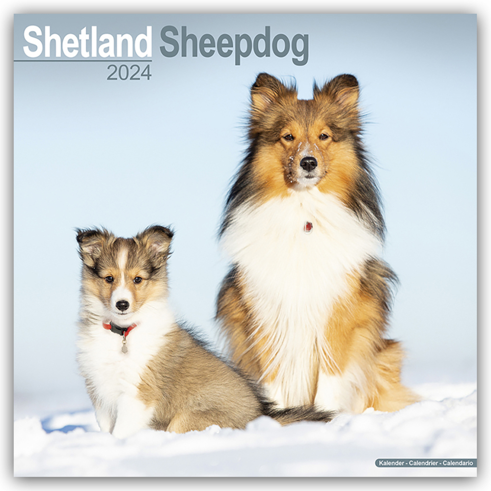 Cover: 9781804600924 | Shetland Sheepdog - Shelties 2024 - 16-Monatskalender | Ltd | Kalender
