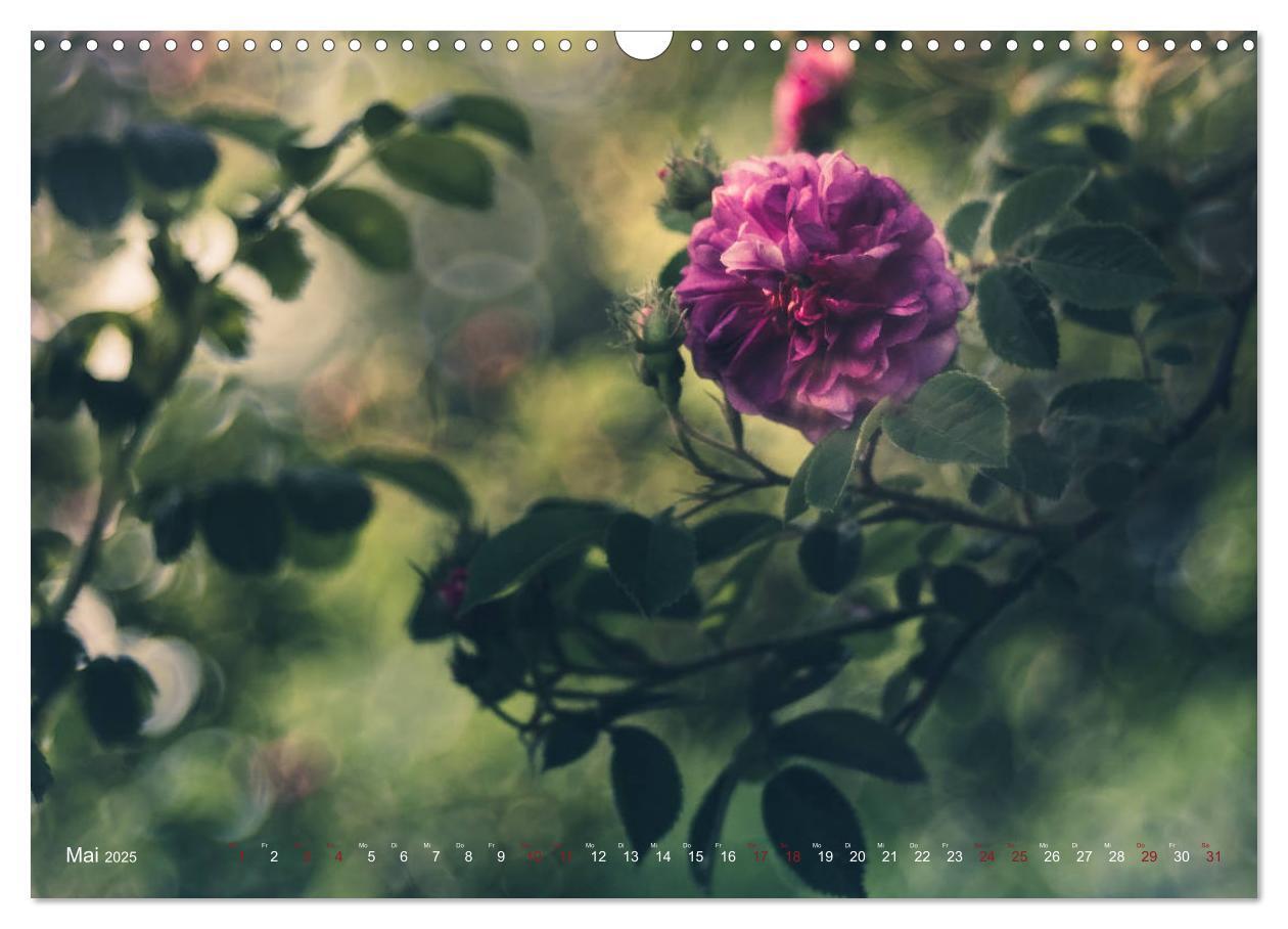 Bild: 9783435390861 | Die Welt der Alten Rosen (Wandkalender 2025 DIN A3 quer), CALVENDO...