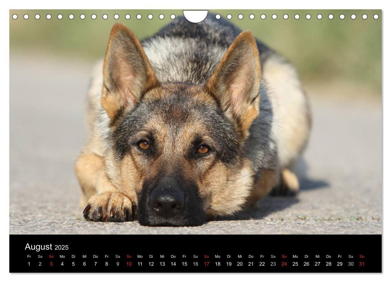 Bild: 9783435784011 | Mit dem Deutschen Schäferhund durch's Jahr (Wandkalender 2025 DIN...